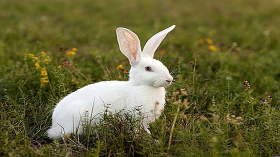 تفسير حلم أرنب في المنام