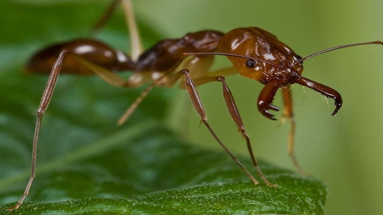 تفسير رؤية النمل في المنام