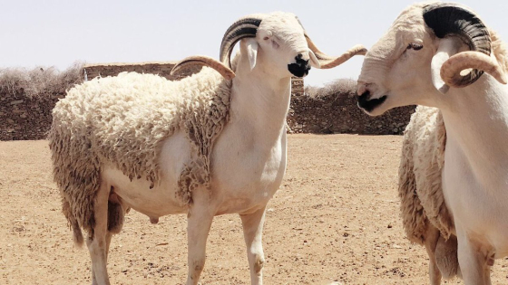 الكبش في المنام